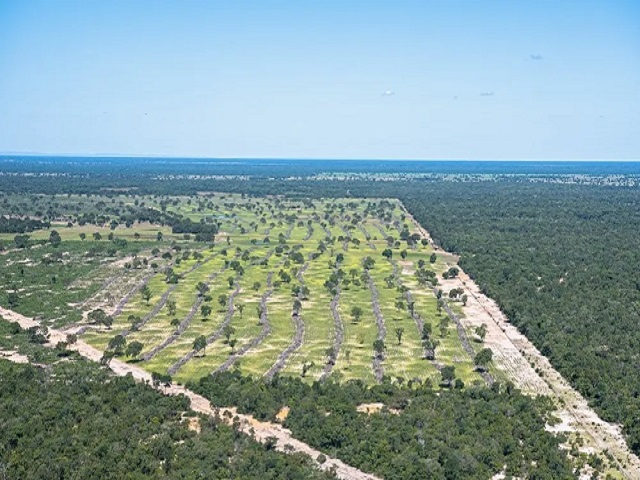 Mais De 2 Mil Hectares No Pantanal Foram Desmatados Em Quatro Meses No