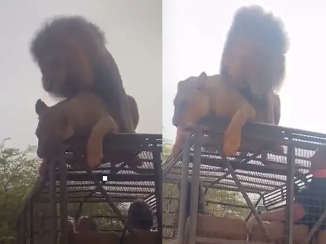 Leão ignora turistas e soca fofo em leoa em cima de jipe - JK