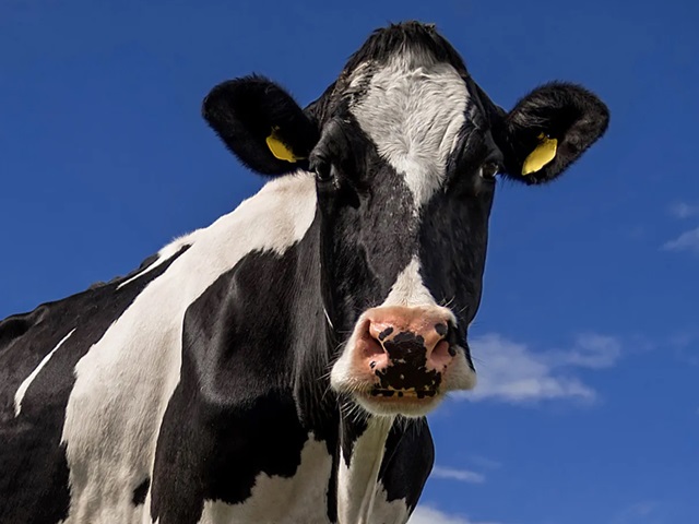 Homem tenta estuprar vaca, leva coice e morre