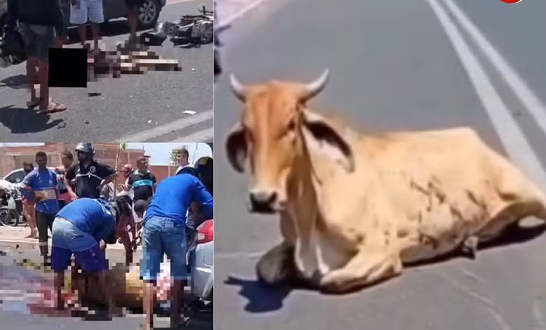 Mortos de fome esquartejaram vaca e pegam pedaços de carne após acidente que matou motociclista