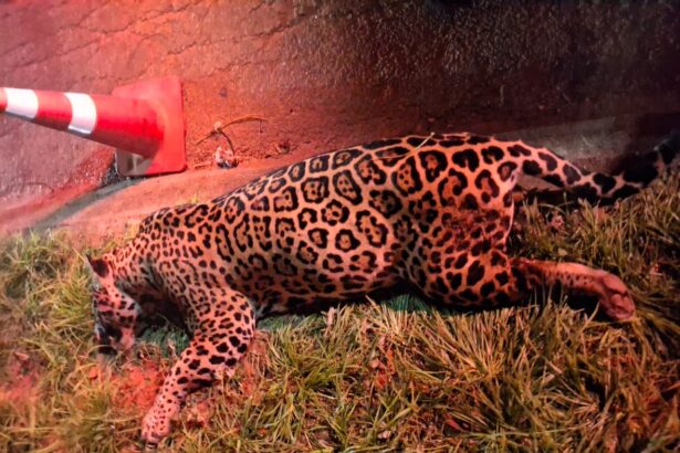 Sorriso: Onça-pintada morre após tentar atravessar BR-163 e ser atropelada Sorriso: Onça-pintada morre após tentar atravessar BR-163 e ser atropelada