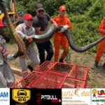 MT: Corpo de Bombeiros resgatou mais de 1,9 mil animais silvestres em 2025 e Sorriso lidera ocorrências