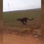 Nova Ubiratã: Funcionários filmam momento em que atropelam onça em fazenda