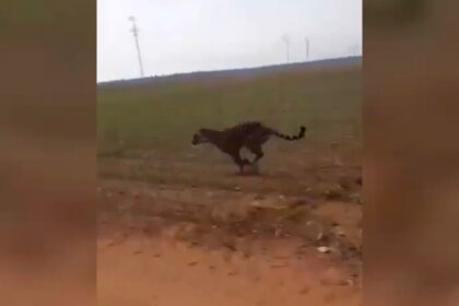 Nova Ubiratã: Funcionários filmam momento em que atropelam onça em fazenda