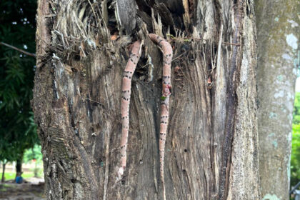 Sorriso: Homem pede ajuda nos bombeiros após ser picado por jararaca em fazenda