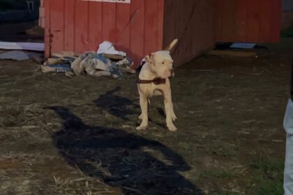 Sorriso: Homem é preso após deixar cachorro preso dentro de container em obra; cachorro foi resgatado