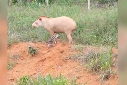 MT: Anta albina é filmada em estrada que liga Nova Ubiratã a Vera