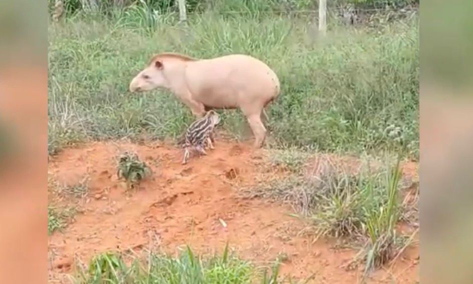 MT: Anta albina é filmada em estrada que liga Nova Ubiratã a Vera