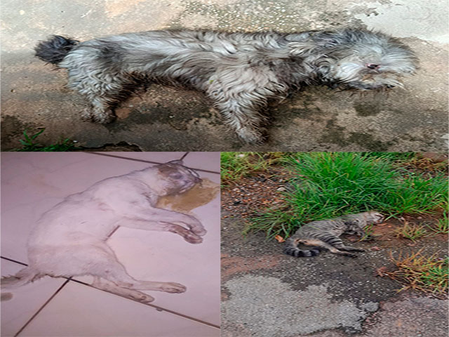 Sorriso: Moradores denunciam que gatos e cachorros estão sendo mortos envenenados no Pinheiros 1