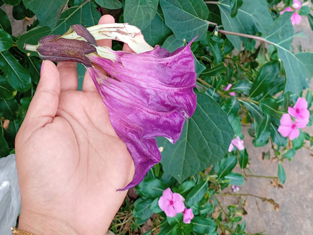 Sorriso: Criança é internada após comer um pedaço da Trombeta-de-anjo