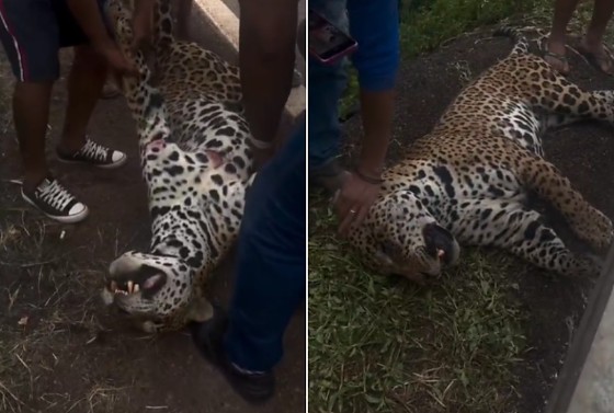 MT: Onça-pintada é encontrada morta às margens da BR-070