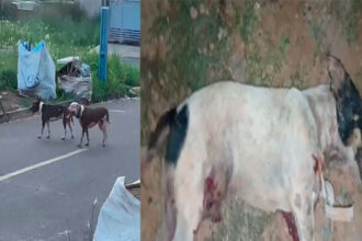 Sorriso: Vizinhos denunciam que pitbulls estão matando outros cachorros, no Serra Dourada, e que donos não fazem nada