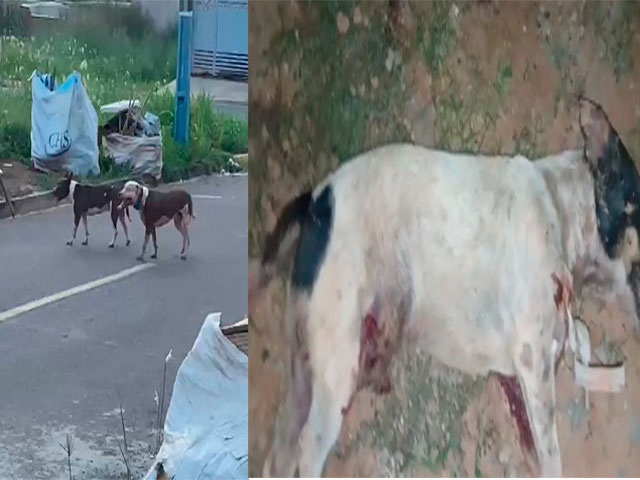 Sorriso: Vizinhos denunciam que pitbulls estão matando outros cachorros, no Serra Dourada, e que donos não fazem nada