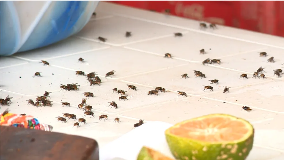 Sorriso: Aumento de moscas preocupa moradores e comerciantes: “aqui em casa todo mundo tem uma raquete”