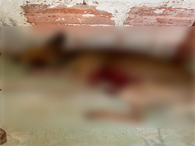 Sorriso: Mulher tem cachorro atacado por cachorro de vizinha, animal fica machucado e vizinha fala: “não vai dar em nada”